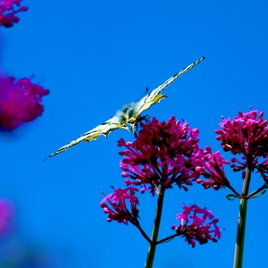 UN papillon jaune posé sur une fleur fuschia - Turquie  - collection de photos clin d'oeil, catégorie animaux